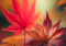 Marmo Maple vs Autumn Blaze Pros and Cons