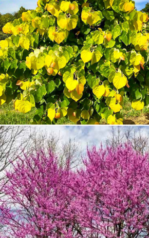 Rising Sun Redbud vs Eastern Redbud