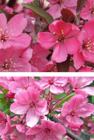 Showtime Crabapple vs Prairie Fire Pros and Cons, Growth Rate, and Care