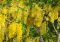 Golden Rain Tree Pros and Cons, Care, Problems & Diseases