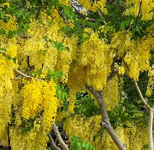 Golden Rain Tree Pros and Cons, Care, Problems & Diseases